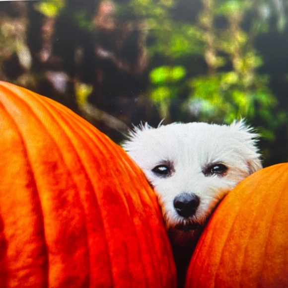 PATRICIA NASH ITALY-NWT$59.00 - 64 YEARS IN BEVERLY HILLS CA -MOVIE STAR READY - Picture 7 of 12